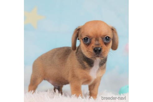 成約済の千葉県のチワックス:チワワ×ミニチュアダックスフンド-207870